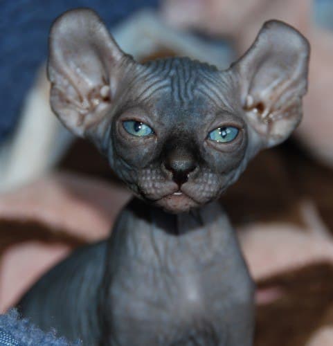 Quiz image